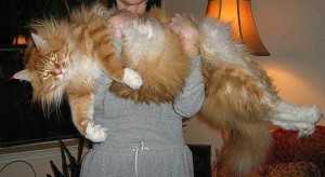1-le-plus-gros-chat-du-monde