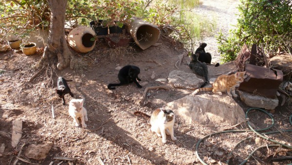 Petit groupe des chatons du matin...