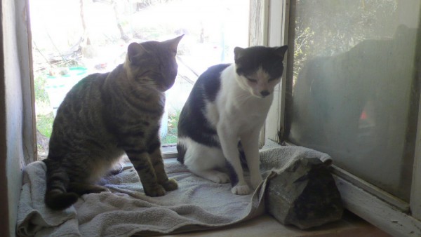 Monostou et P'tit Loustic sur le rebord de la fenêtre de la salle de bains