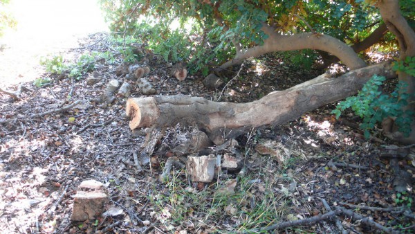 Une grosse branche de caroubier que Fifis me coupe de temps en temps : sublime bois de chauffage