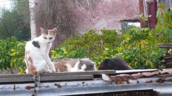 La dernière, Maître Capello et le Roi des Chats sur le toit plein de trous du poulailler (d'où les plastiques dedans)