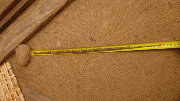 Couleuvre léopardine (elapha situla) de bonne taille (50cm)