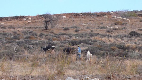 Marinos, 2 de ses vaches, son cheval et son chien, montant sur la colline desséchée, alors que tout devrait être vert pomme fin novembre