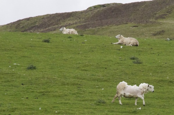 road-trip-ecosse-skye-island-mouton-sheep-1024x680