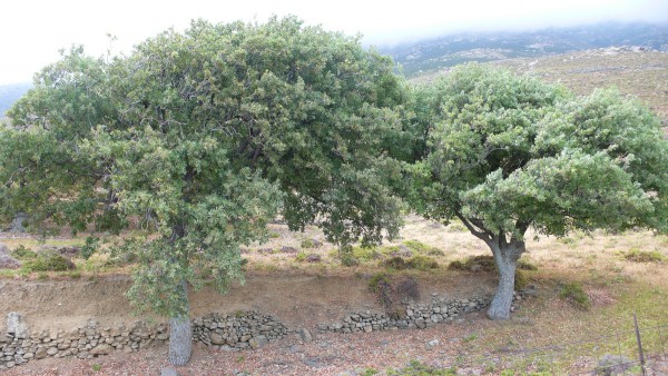 probablement Quercus ithaburensis