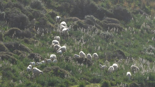 Moutons et Asphodèles...